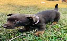 Lancashire Heeler dogs for sale: 6 Pedigree Lancashire Heeler Dogs for sale. - Image 19