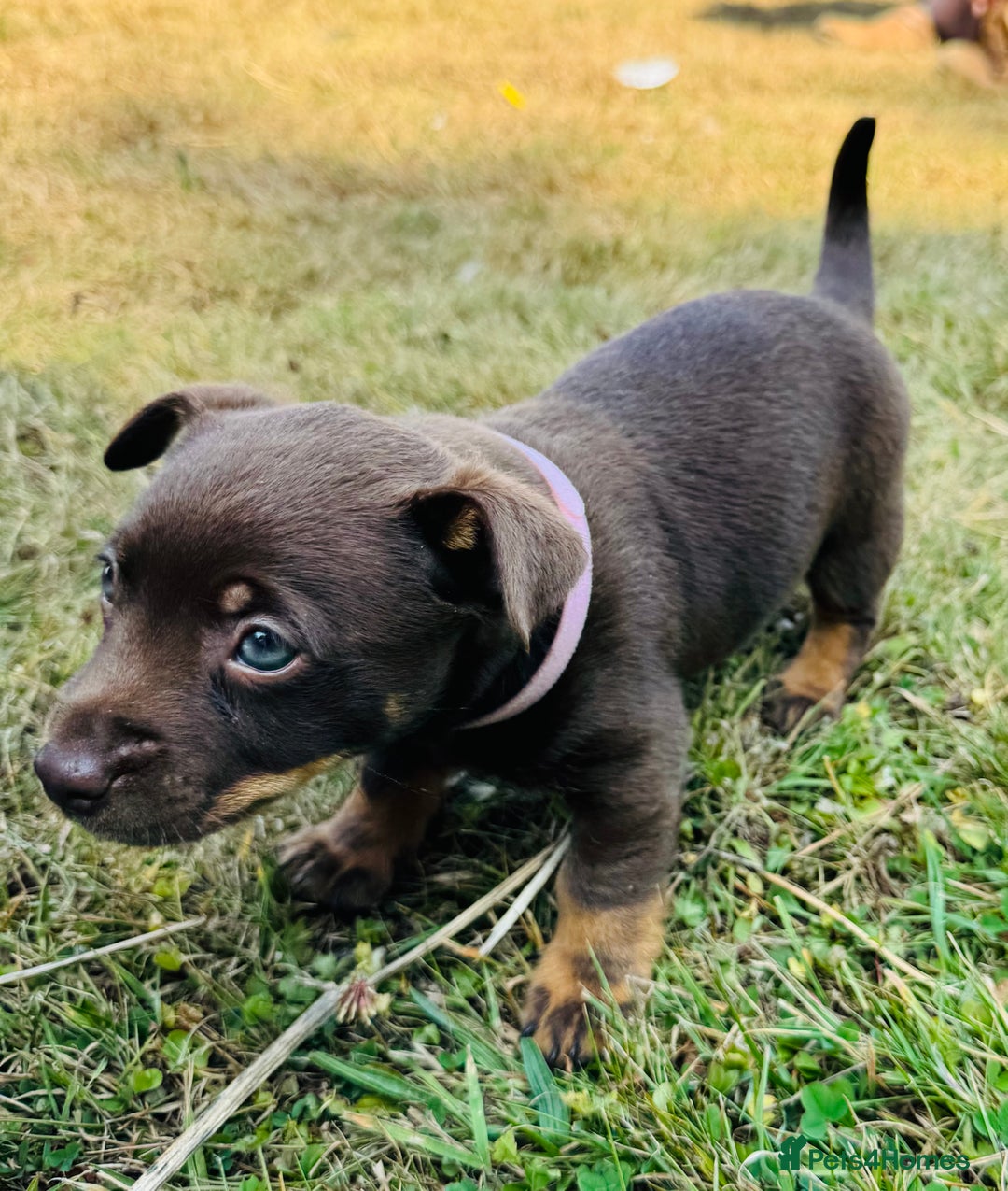 Lancashire Heeler dogs for sale: 6 Pedigree Lancashire Heeler Dogs for sale. - Image 19