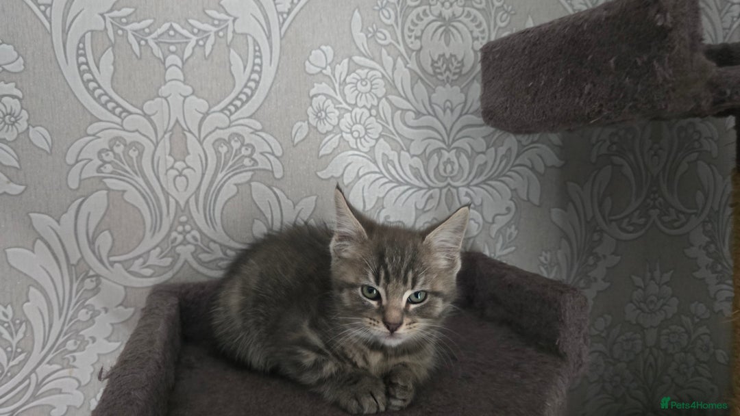 Mixed Breed cats for sale: Stunning Maine Coon Mix Kittens–Ready 15th Feb - Advert 10