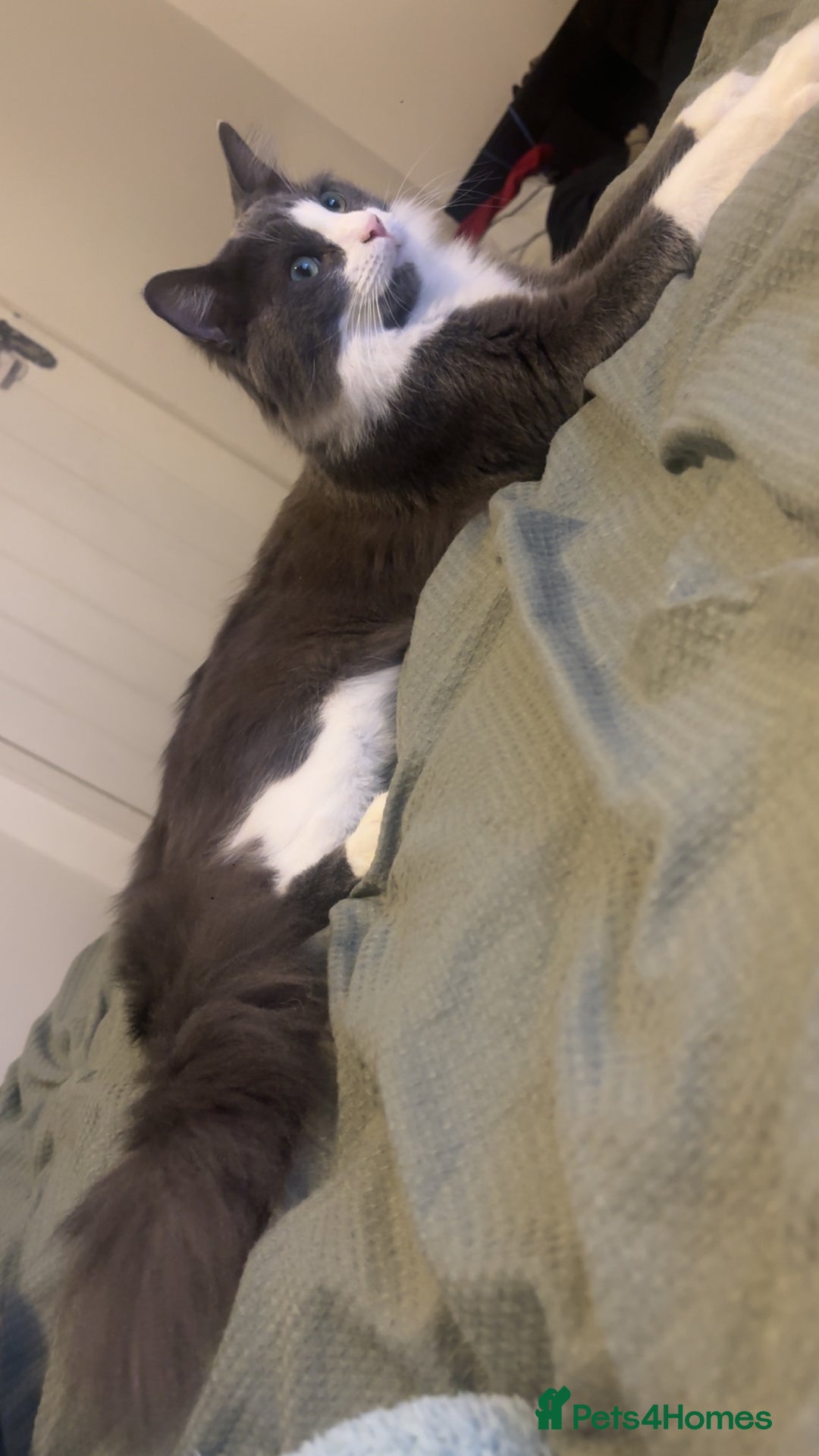 Maine Coon cats for sale: Maine coone male  - Advert 3