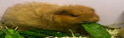 Guinea Pig rodents for sale: Ginger Swiss Retired Sow  - Advert 4