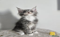 Maine Coon cats for sale: Maine coon male kitten  - Image 2