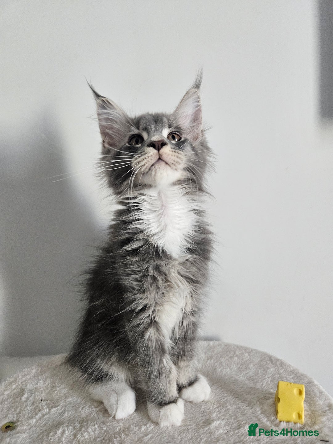 Maine Coon cats for sale: Maine coon male kitten  - Image 2