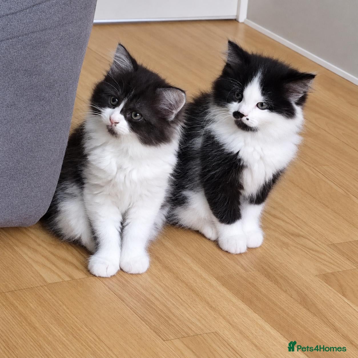 Maine Coon cats for sale: ¾ Maine coon kittens  - Advert 7