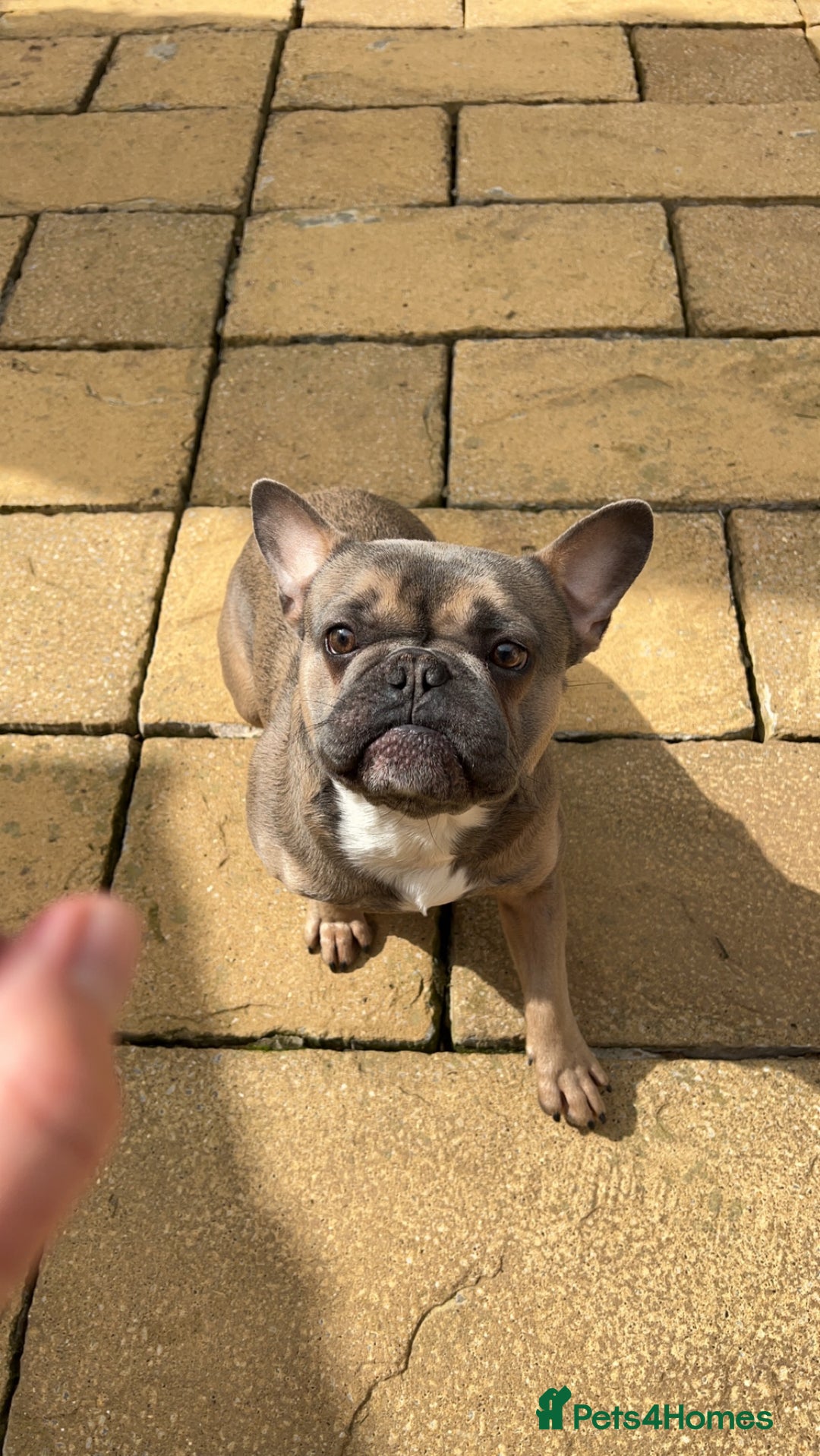 French Bulldog dogs for sale: Rocco - French Bulldog aged 4 - Image 4