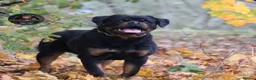 Rottweiler dogs for stud: Top KC Registered Rottweiler Stud Simba - Advert 16