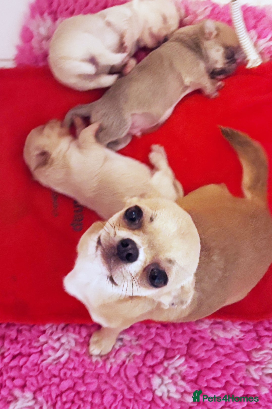 Chihuahua dogs for sale: KC REG HEALTH TESTED CHIHUAHUA BABIES - Image 19