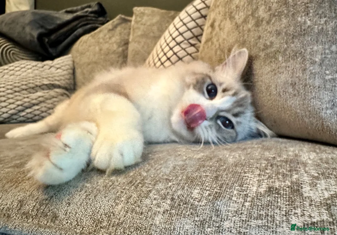Ragdoll cats for sale: BEAUTIFUL BLUE TABBY BI/C BOY.  - Advert 2