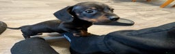 Dachshund dogs for sale: Burnley - Advert 2