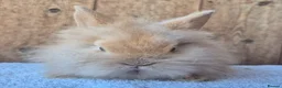 Lionhead rabbits for sale: Lion head baby girls  - Advert 4