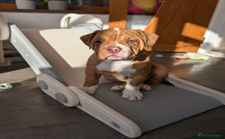 Olde English Bulldogge dogs - Advert 1