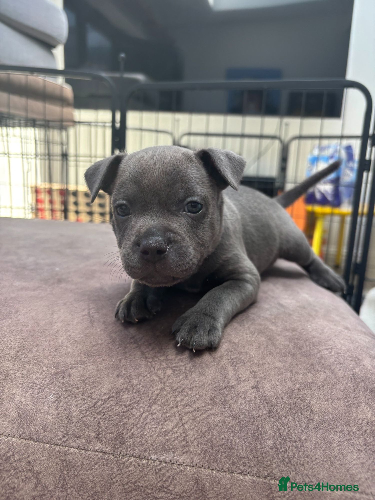 Staffordshire Bull Terrier dogs *5 WEEKS OLD* Blue Staff Bull Terrier Puppies  - Advert 2