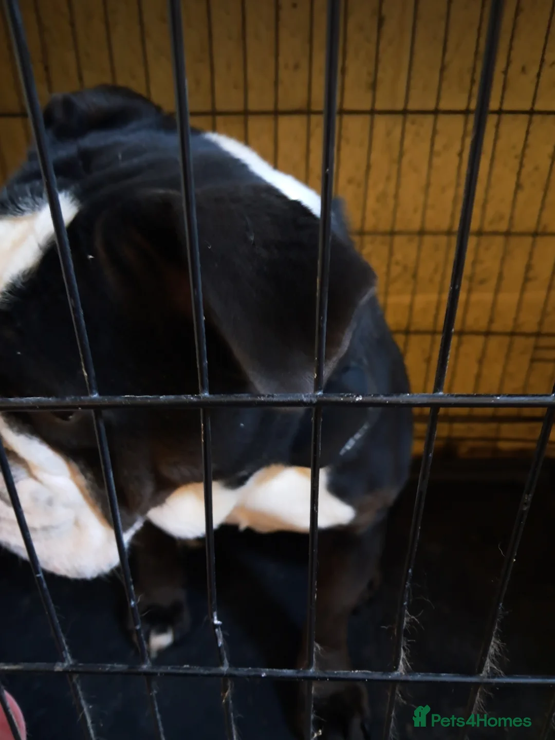 Olde English Bulldogge dogs for sale: Lily- Olde English Bulldogge  - Advert 2