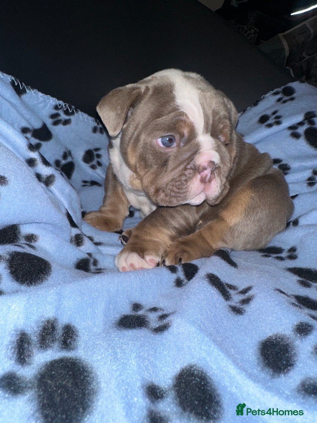 English Bulldog dogs for sale: ‼️ENGLISH BULLDOG PUPS WITH AMERICAN BLOODLINE‼️ - Advert 4
