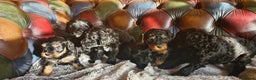 Cavapoo dogs for sale: Gorgeous f1b Cavapoo pups - Advert 16