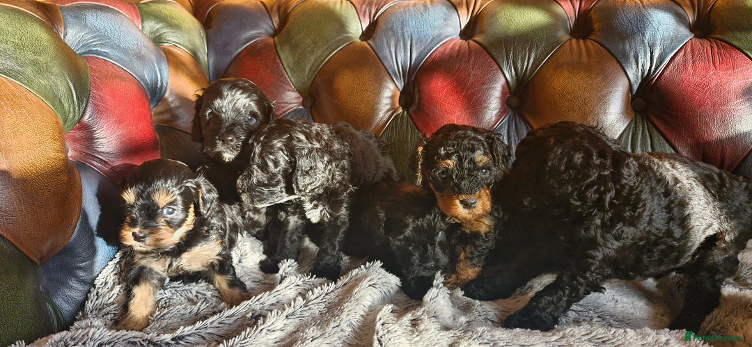 Cavapoo dogs for sale: Gorgeous f1b Cavapoo pups - Advert 16
