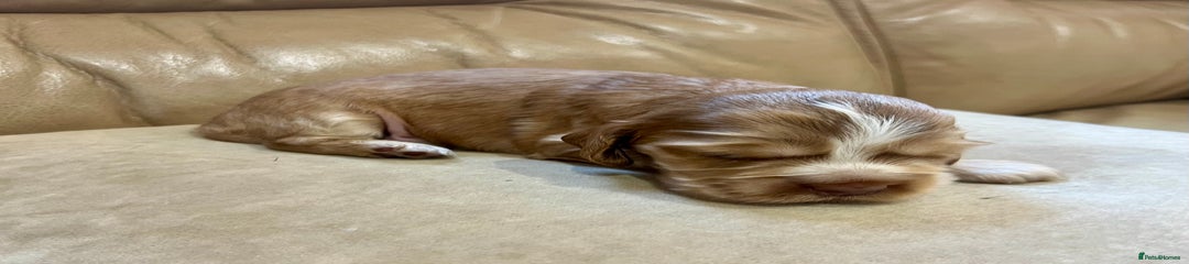 Cocker Spaniel Puppy 3