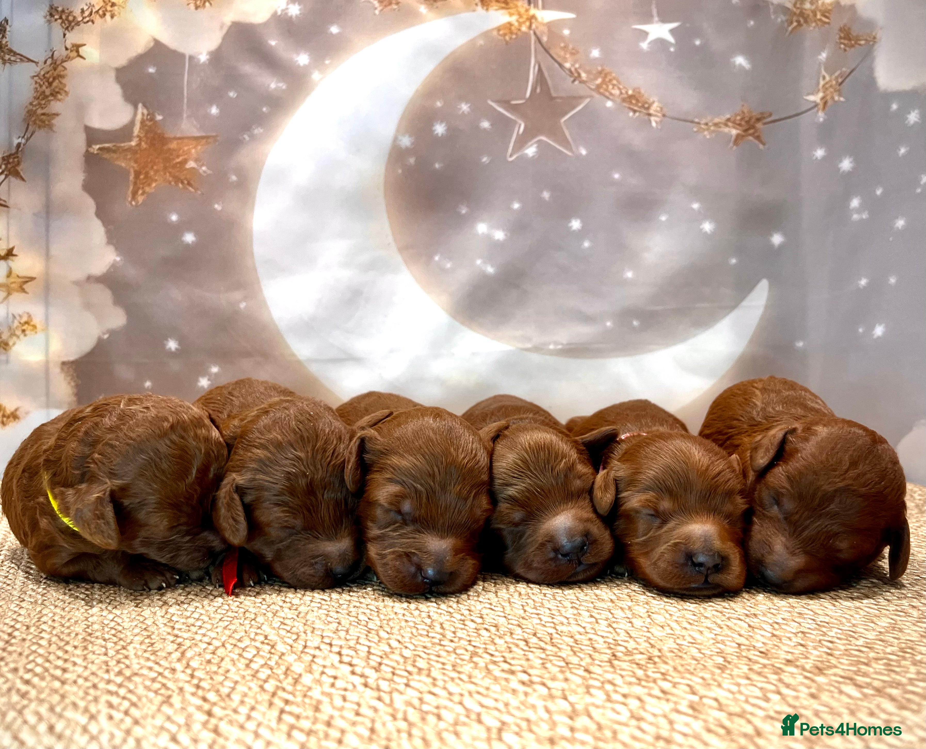 Cockapoo dogs 🌟Red F1BB Hypoallergenic DNA CLEAR Mini Cockapoos - Advert 2