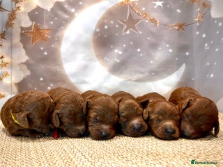 Cockapoo dogs 🌟Red F1BB Hypoallergenic DNA CLEAR Mini Cockapoos - Advert 11