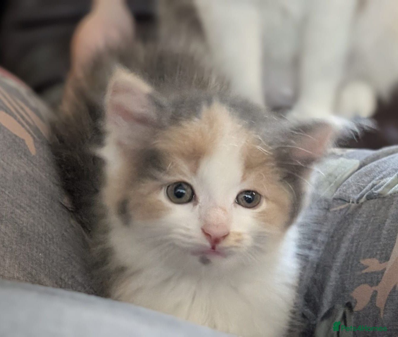 Mixed Breed cats Domestic short hair x Main coon - Advert 1