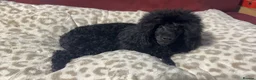 Toy Poodle dogs for sale: Toy poodle - Advert 2