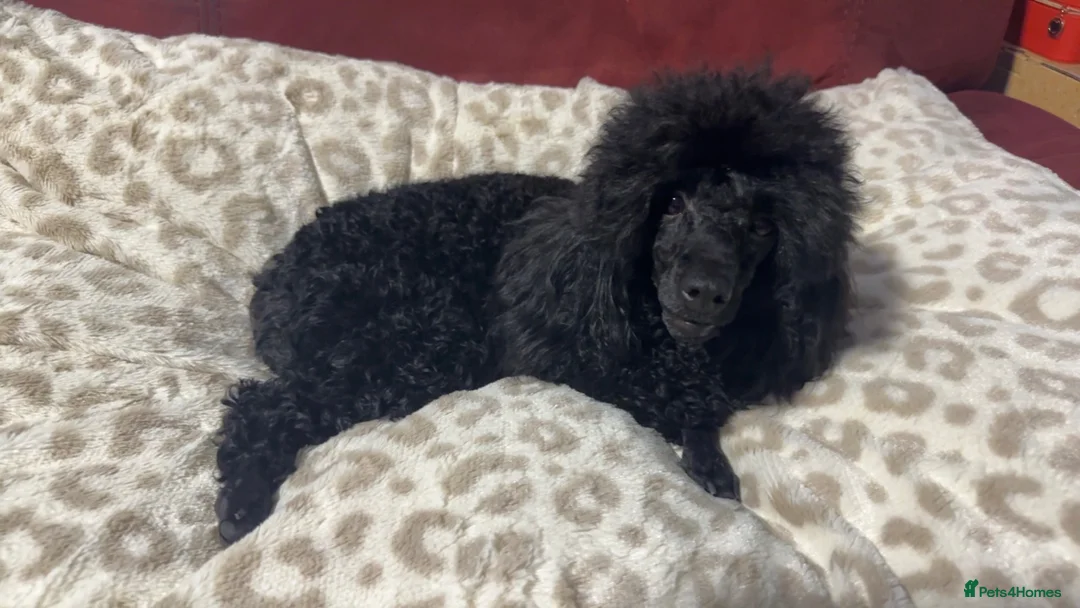 Toy Poodle dogs for sale: Toy poodle - Advert 2