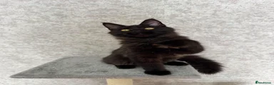 Maine Coon Kitten 5