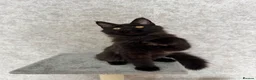 Maine Coon cats for sale: Stunning Purebred TICA Reg Maine Coon Kittens in London - Advert 26