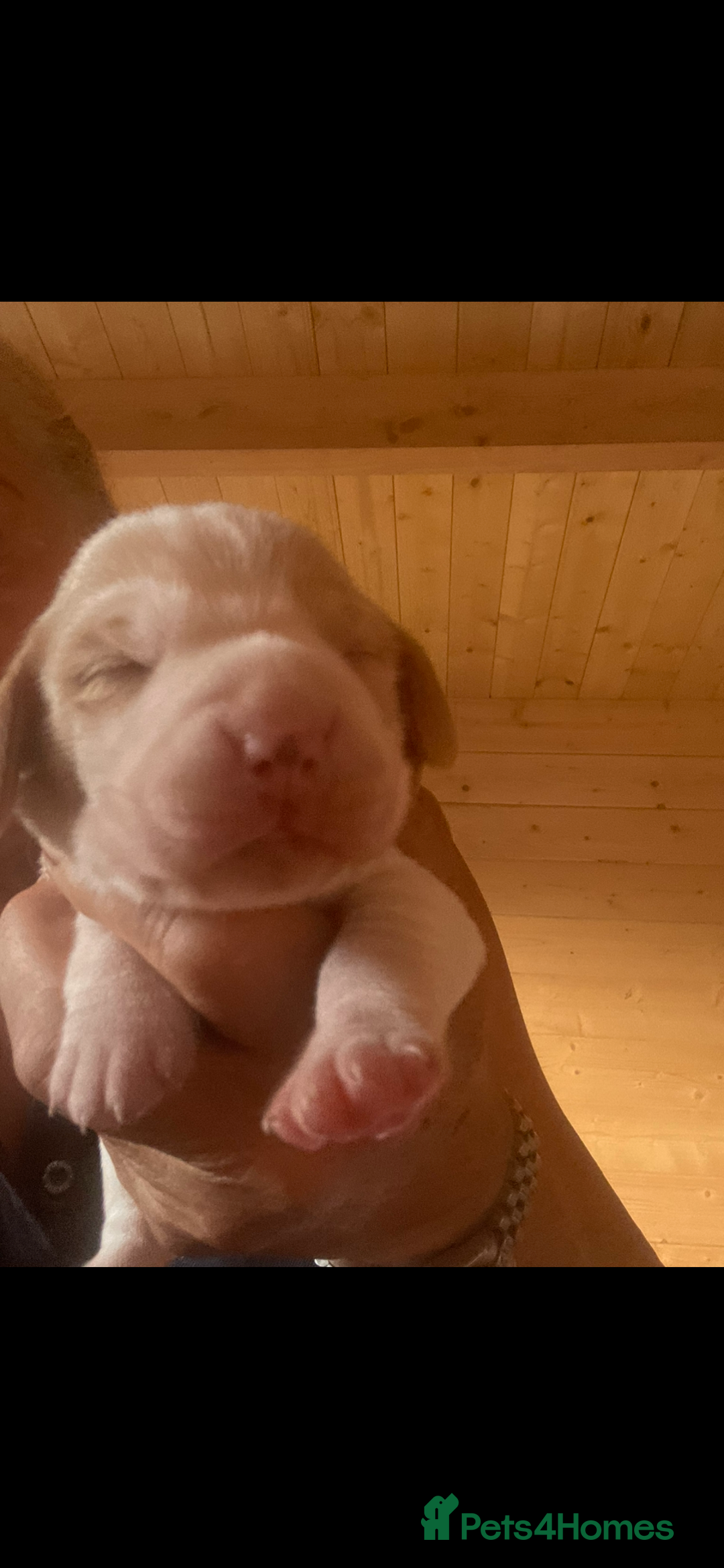 Beagle dogs for sale: Beautiful beagle boys kc reg ready 19 sept  - Image 19