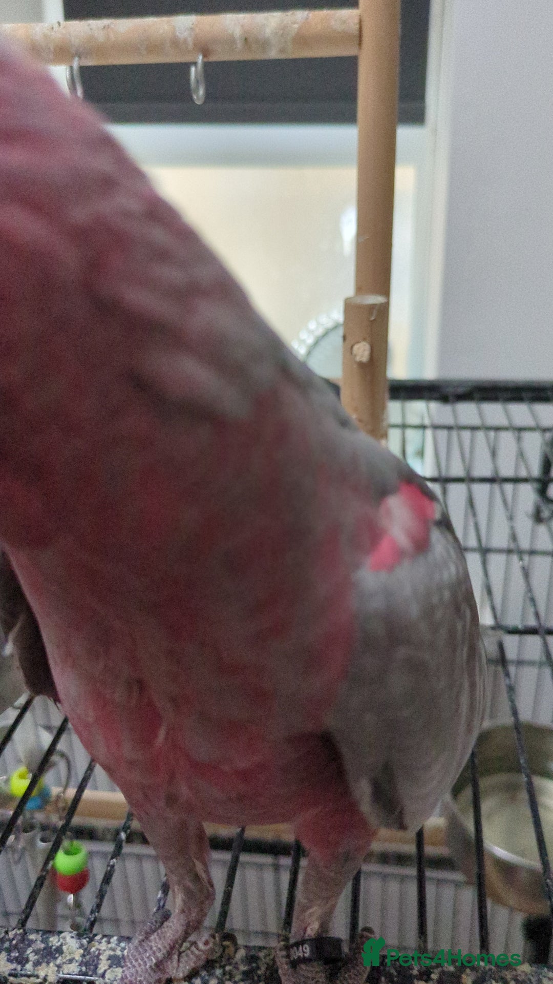 Cockatoo birds for sale: Galah cockatoos boy&girl available silly tamed - Image 4