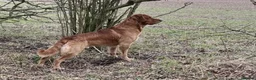 Golden Retriever dogs for sale: KC Dark Red Golden Retriever Pups in Ruislip - Advert 17
