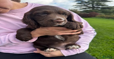 Sprocker dogs - Advert 6