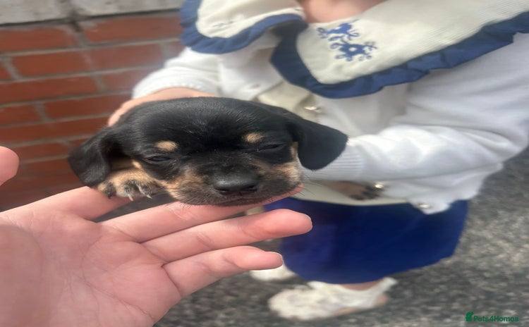 Dachshund dogs - Advert 2