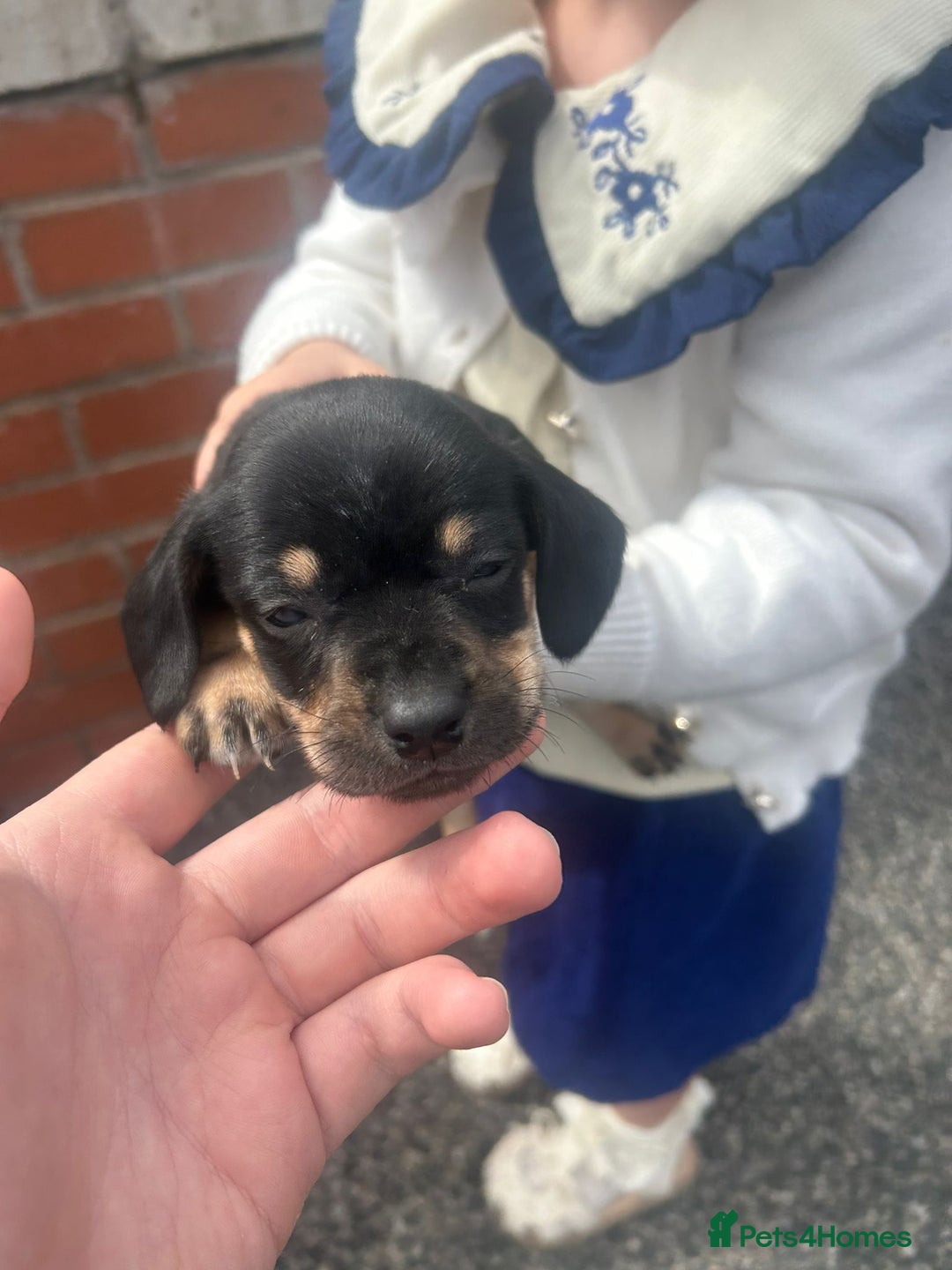 Dachshund dogs for sale: 4 beautiful puppies ready for new forever home!!!! - Image 1