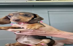 Miniature Dachshund dogs for sale: LAST TWO GORGEOUS MINIATURE DACHSHUNDS - Advert 2