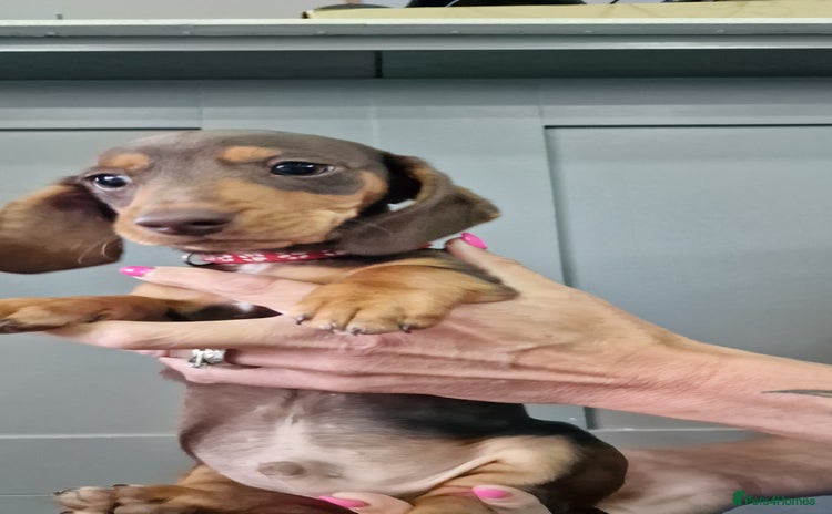 Miniature Dachshund dogs - Advert 2