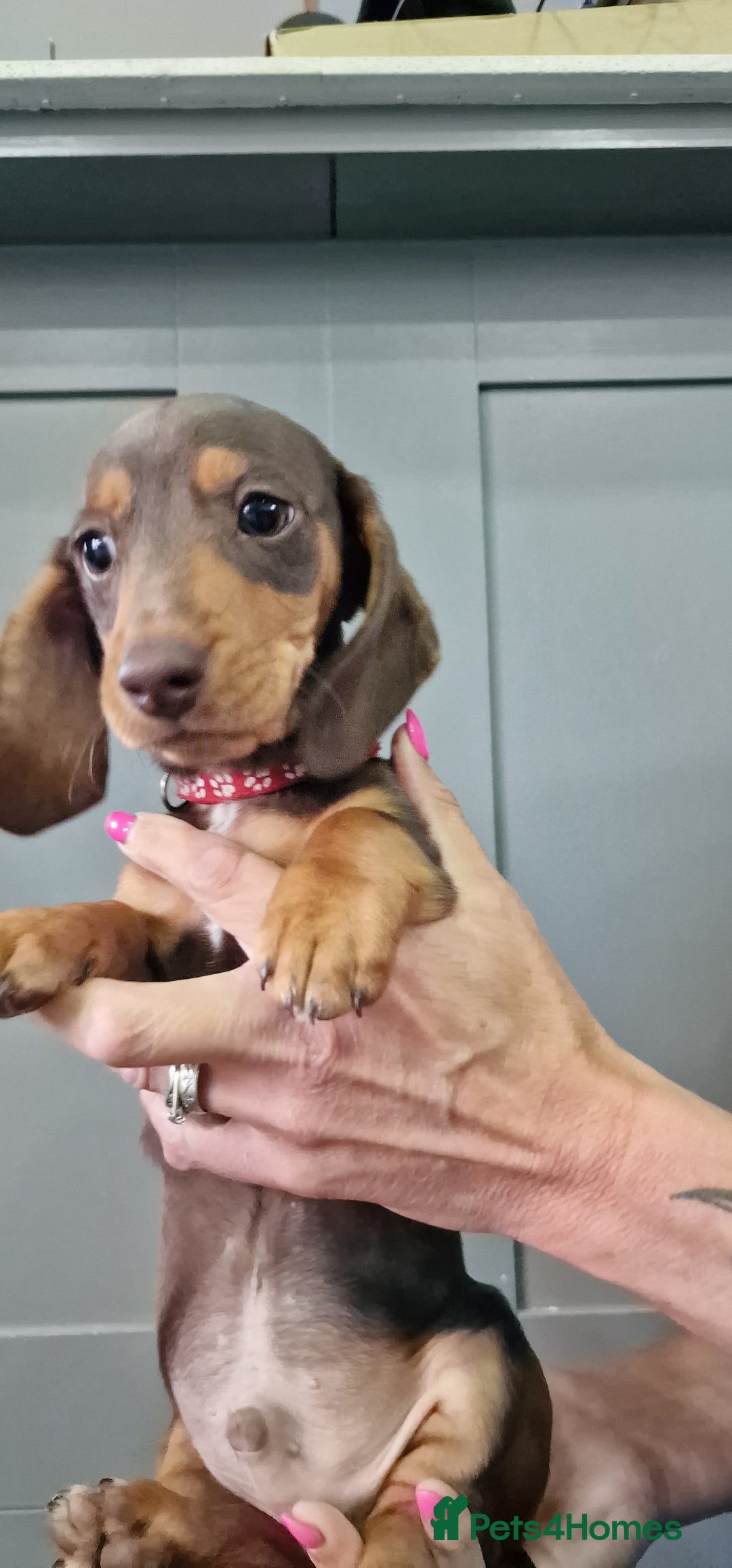Miniature Dachshund dogs for sale: LAST TWO GORGEOUS MINIATURE DACHSHUNDS - Advert 2
