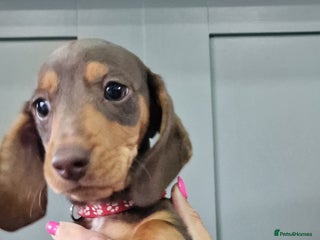 Miniature Dachshund dogs - Advert 22