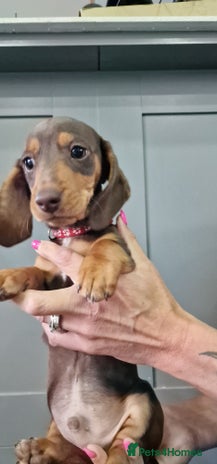 Miniature Dachshund dogs - Advert 15