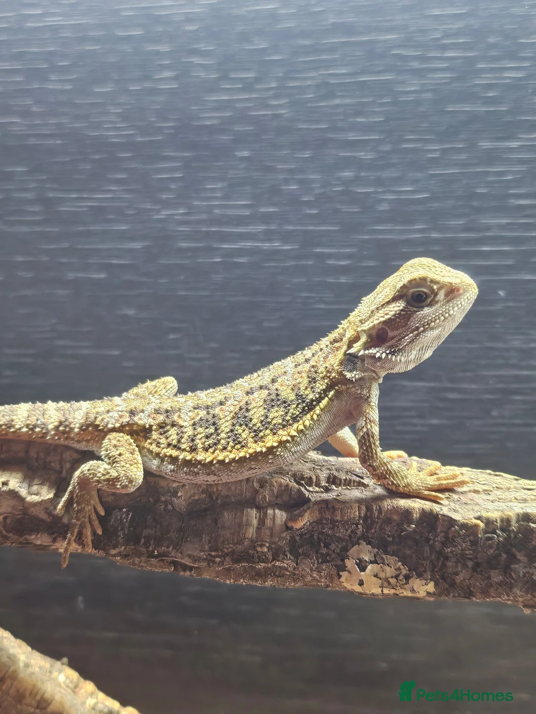 Dragon reptiles for sale: Baby bearded dragon for sale - Advert 5