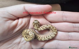 Snake reptiles for sale: Western Hognose Snakes  - Image 13
