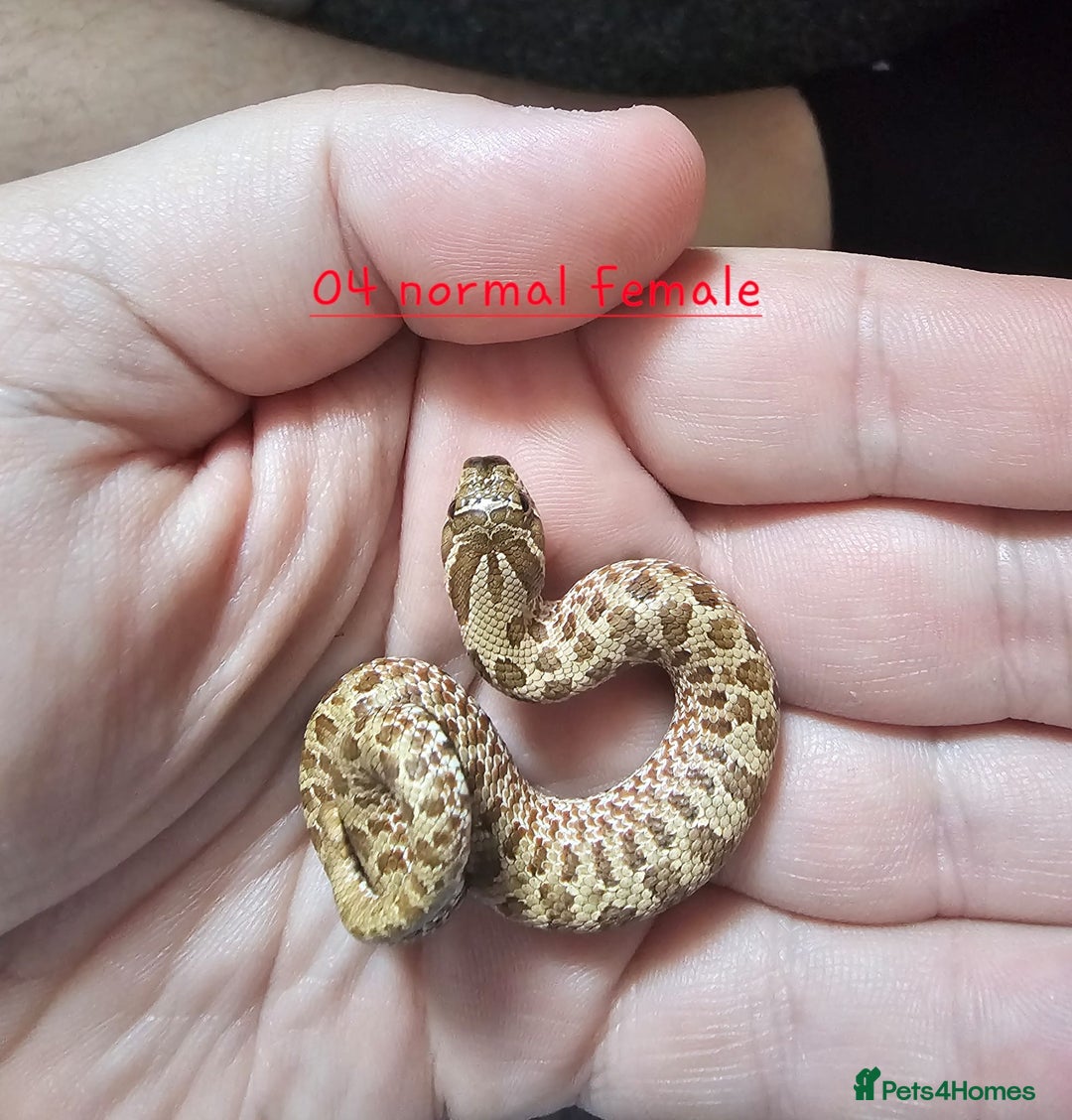 Snake reptiles for sale: Western Hognose Snakes  - Image 13