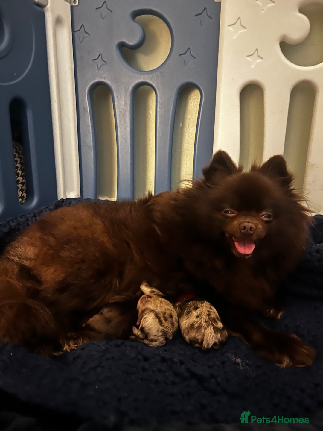 Pomeranian dogs for sale: Fluffy Pomeranian puppy’s MERLE & CHOCOLATE - Advert 3