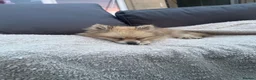 Pomeranian dogs for sale: Male Pomeranian  in Bath - Advert 2