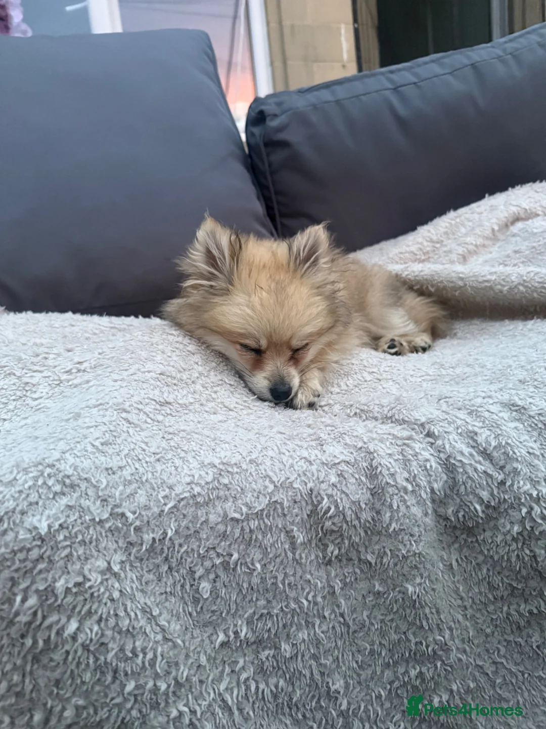 Pomeranian dogs for sale: Male Pomeranian  in Bath - Advert 2