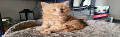 Mixed Breed 5
