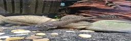 Cichlids fish for sale: Tropical Cichlids - Advert 5