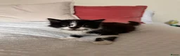 Mixed Breed cats for sale: Kittens - Advert 9