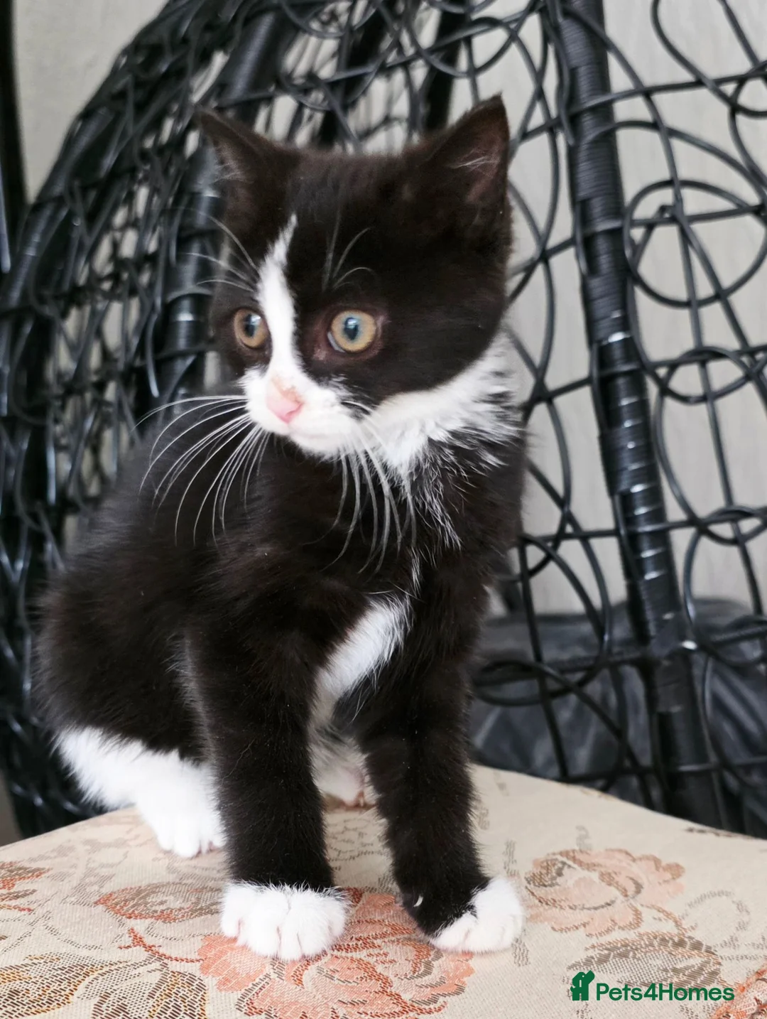 Mixed Breed cats for sale: Beautiful Tuxedo Female Kitten - Advert 3