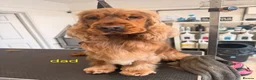 Cocker Spaniel dogs for sale: Last pup Show type cocker spaniel puppies  - Advert 26